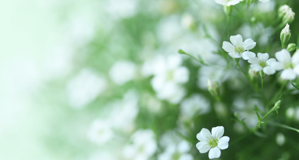 花の画像
