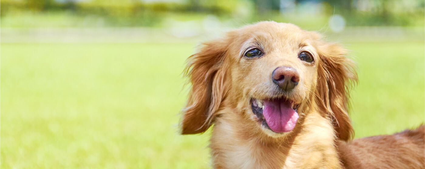 ペット葬儀を始めた理由